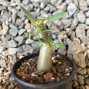 Adenium Arabicum Desert Rose