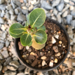 Adenium Arabicum Desert Rose