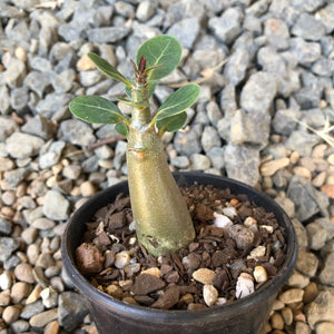 Adenium Arabicum Desert Rose