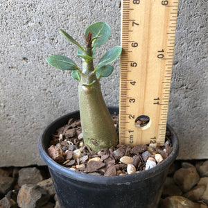 Adenium Arabicum Desert Rose