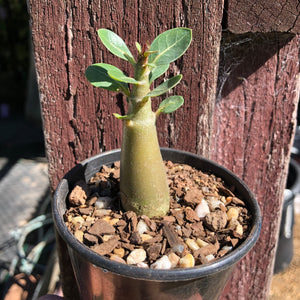 Adenium Arabicum Desert Rose