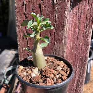 Adenium Arabicum Desert Rose