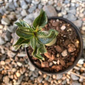 Adenium Arabicum Desert Rose