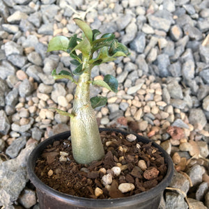 Adenium Arabicum Desert Rose