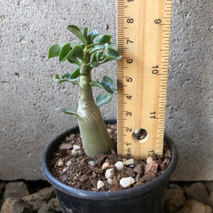 Adenium Arabicum Desert Rose