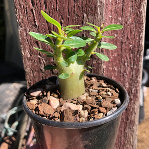 Adenium Arabicum Desert Rose