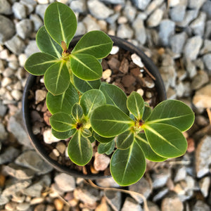 Adenium Arabicum Desert Rose