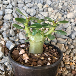 Adenium Arabicum Desert Rose