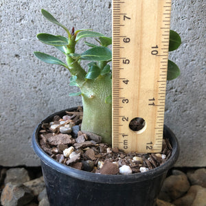 Adenium Arabicum Desert Rose