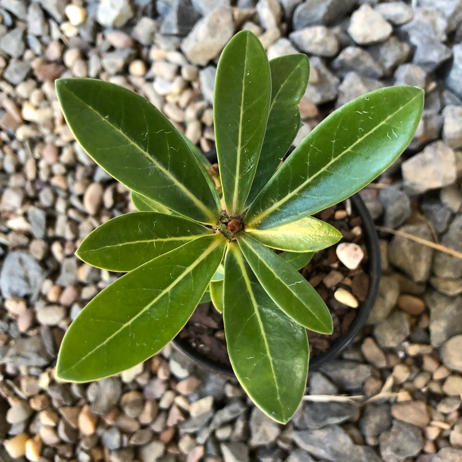 'Double Petal Yellow Star' Desert Rose - Adenium Obesum