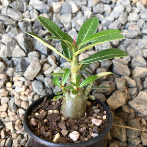 'Double Petal Yellow Star' Desert Rose - Adenium Obesum
