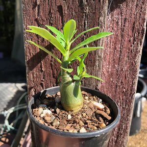 'Double Petal Yellow Star' Desert Rose - Adenium Obesum