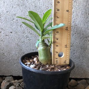 'Double Petal Yellow Star' Desert Rose - Adenium Obesum