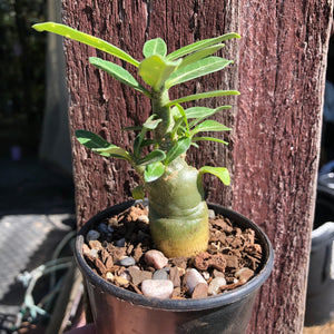 'Double Petal Yellow Star' Desert Rose - Adenium Obesum
