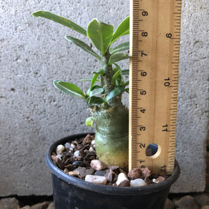 'Double Petal Yellow Star' Desert Rose - Adenium Obesum