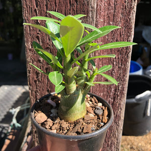 'Double Petal Yellow Star' Desert Rose - Adenium Obesum