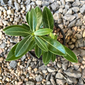 'Double Petal Yellow Star' Desert Rose - Adenium Obesum