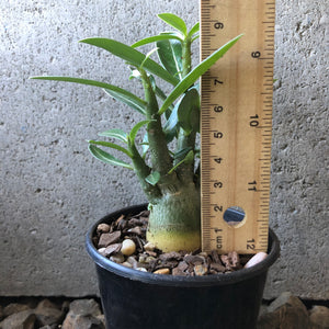 'Double Petal Yellow Star' Desert Rose - Adenium Obesum