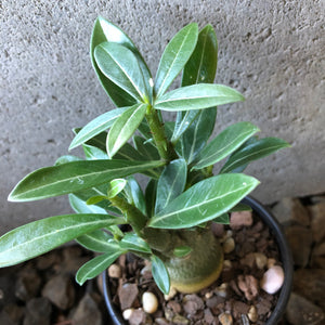 'Double Petal Yellow Star' Desert Rose - Adenium Obesum