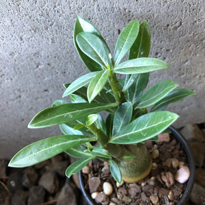'Double Petal Yellow Star' Desert Rose - Adenium Obesum