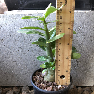 'Double Petal Yellow Star' Desert Rose - Adenium Obesum