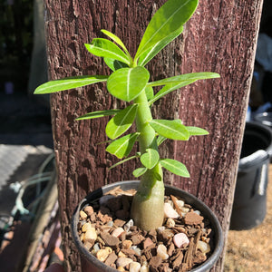 'India Deep Red' Desert Rose - Adenium Obesum