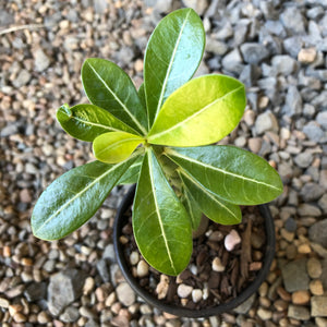 'India Deep Red' Desert Rose - Adenium Obesum