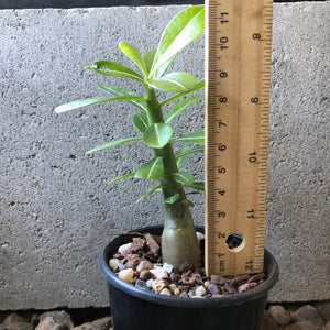 'India Deep Red' Desert Rose - Adenium Obesum