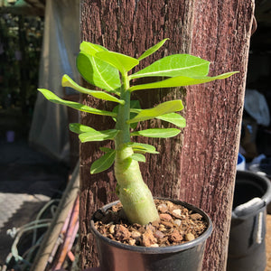 'India Deep Red' Desert Rose - Adenium Obesum