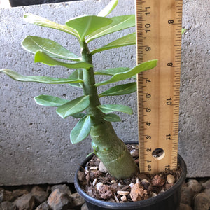 'India Deep Red' Desert Rose - Adenium Obesum