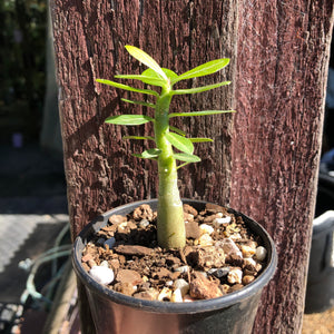'Double Petal Red' Desert Rose - Adenium Obesum