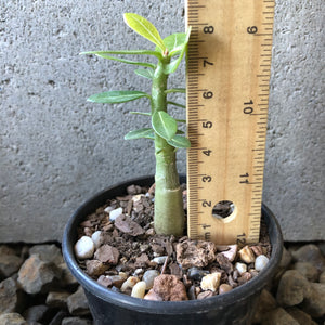 'India Deep Red' Desert Rose - Adenium Obesum