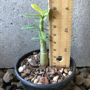'Double Petal Star' Desert Rose - Adenium Obesum