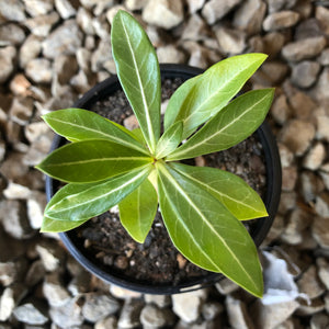 'Double Petal Red' Desert Rose - Adenium Obesum