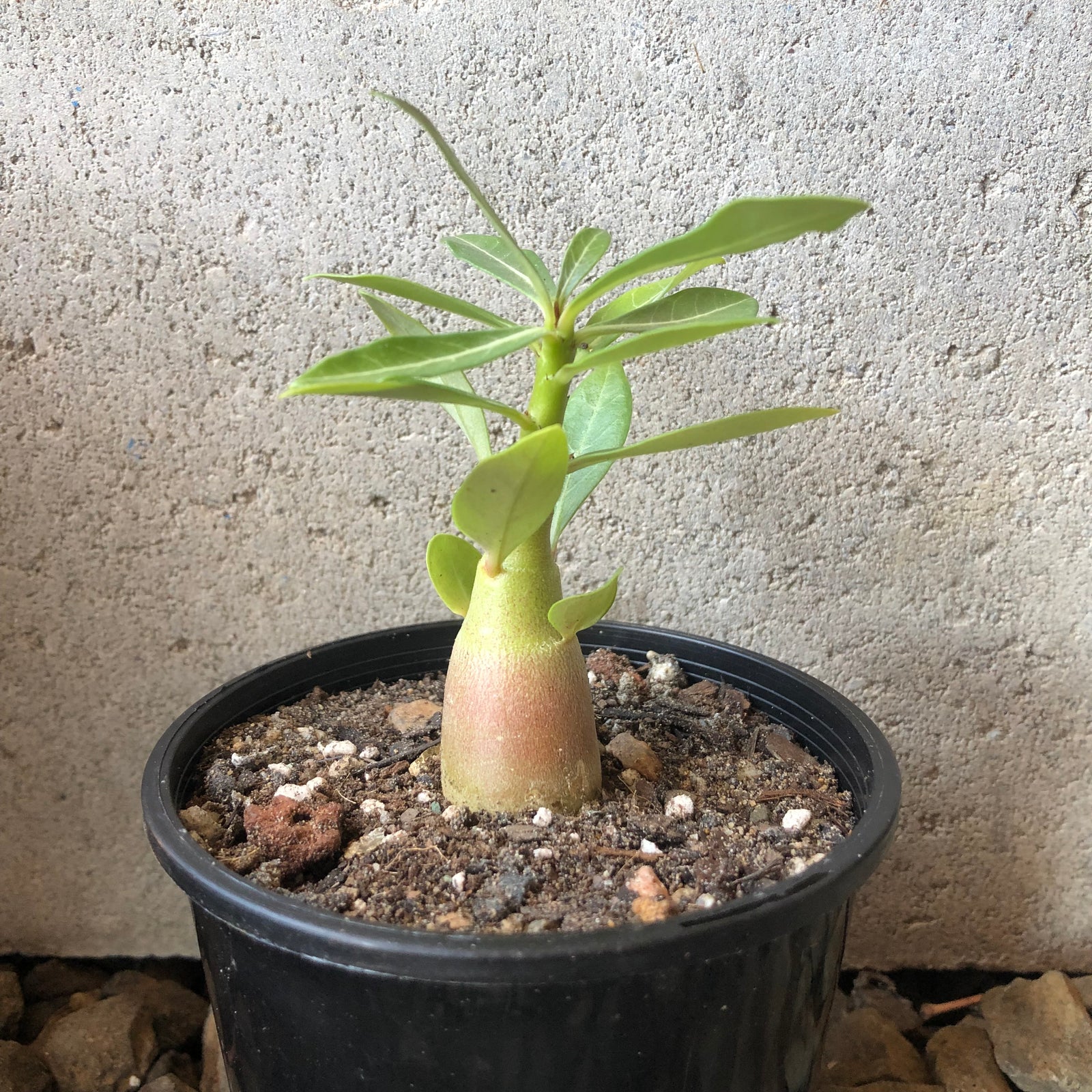 'Double Petal Red' Desert Rose - Adenium Obesum