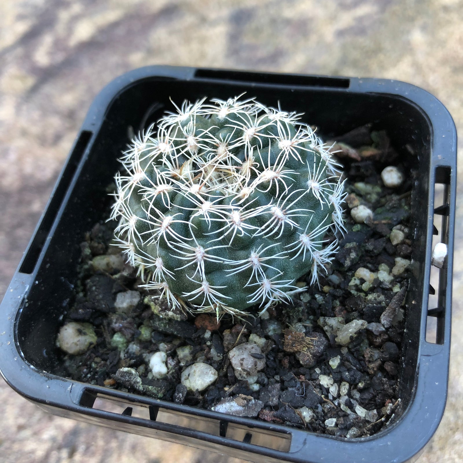 Gymnocalycium bruchii