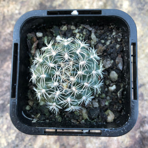 Gymnocalycium bruchii