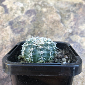 Gymnocalycium bruchii