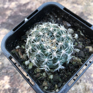 Gymnocalycium bruchii