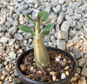 Adenium Arabicum Desert Rose