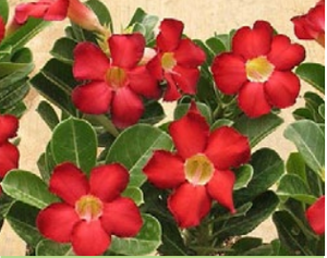 'India Deep Red' Desert Rose - Adenium Obesum