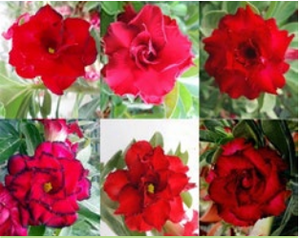 'Double Petal Red' Desert Rose - Adenium Obesum