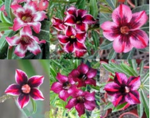 'Single Petal Purple' Desert Rose - Adenium Obesum